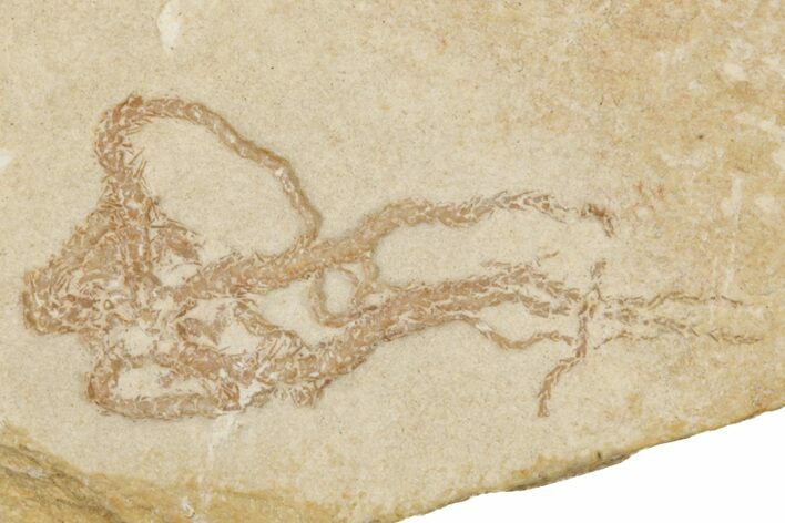 Jurassic Brittle Star Fossil - Solnhofen #256677